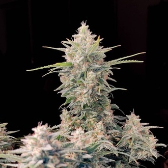 Original Auto Skunk (FastBuds) femminizzata