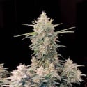Original Auto Skunk (FastBuds) femminizzata