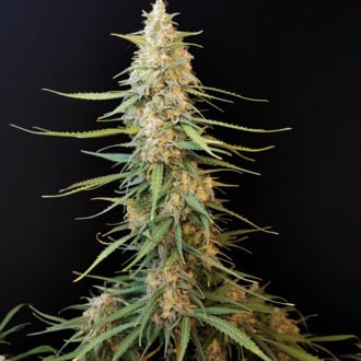 Original Auto Sour Diesel (FastBuds) femminizzata