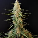 Original Auto Sour Diesel (FastBuds) femminizzata