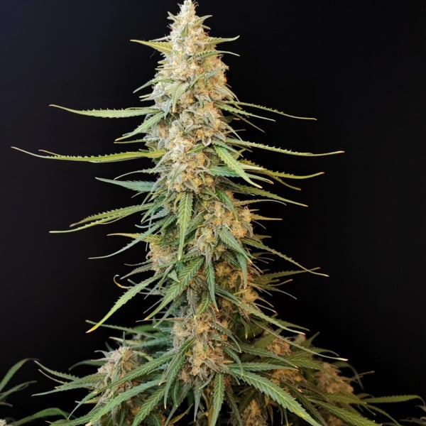 Original Auto Sour Diesel (FastBuds) femminizzata