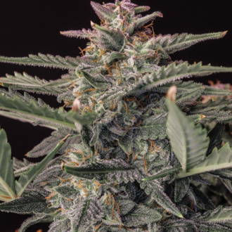 Original Auto White Widow (FastBuds) femminizzata