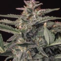 Original Auto White Widow (FastBuds) femminizzata
