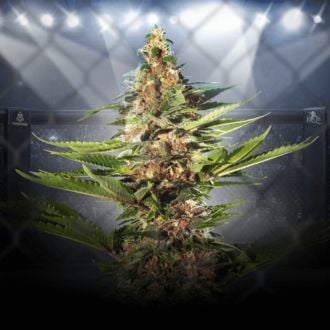 ZZ Punch (Royal Queen Seeds x Zamnesia) femminizzata