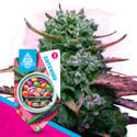 Runtz (Zamnesia Seeds) femminizzata