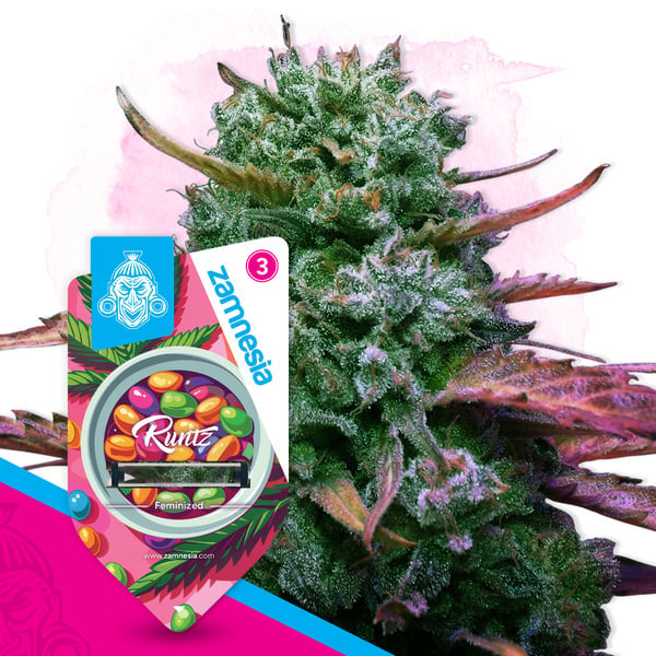 Runtz (Zamnesia Seeds) femminizzata