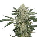 Creamy Kees (Super Sativa Seed Club) regolare