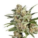 Super Mad Sky Floater (Super Sativa Seed Club) femminizzata