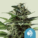 Tatanka Pure CBD (Royal Queen Seeds) femminizzata