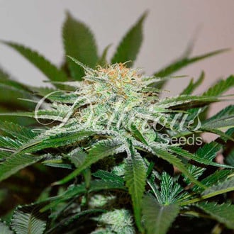 Descojack (Delicious Seeds) femminizzata