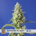 Gorilla Girl XL Auto (Sweet Seeds) femminizzata