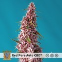 Red Pure Auto CBD (Sweet Seeds) femminizzata