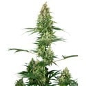 Silver Fire (Sensi Seeds) femminizzata