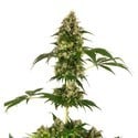 Cobalt Haze (Sensi Seeds) femminizzata