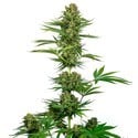 Satin Black Domina CBD (Sensi Seeds) femminizzata