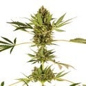 Himalayan CBD (Sensi Seeds) femminizzata