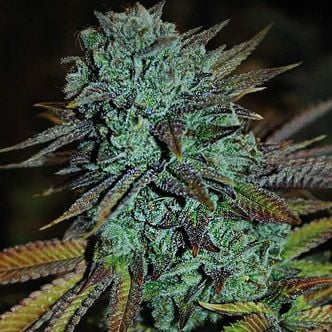 Expert Gorilla (Expert Seeds) femminizzata