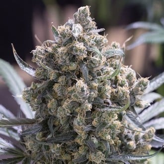 Fast Flowering Green Crack (Humboldt Seed Organization) femminizzata