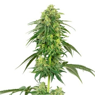 Strawberry Kush (White Label) feminized