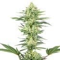 White Gorilla Haze (White Label) femminizzata