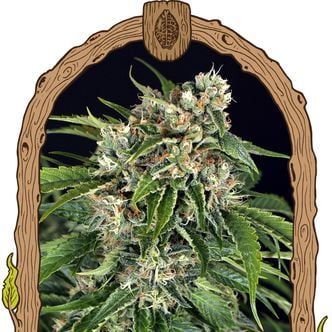 Sir Jack Auto Pure CBD (Exotic Seed) femminizzata