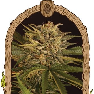 Doctor Greenman Pure CBD (Exotic Seed) feminized