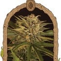 Doctor Greenman Pure CBD (Exotic Seed) femminizzata