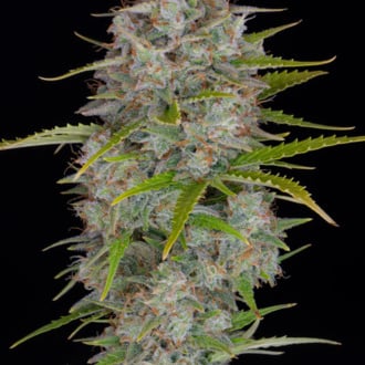 Orange Sherbet Auto (FastBuds) femminizzata