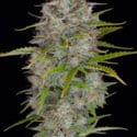 Orange Sherbet Auto (FastBuds) femminizzata