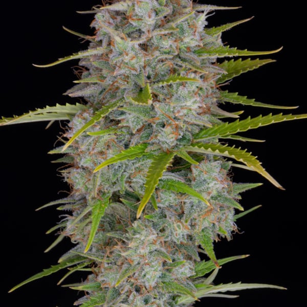 Orange Sherbet Auto (FastBuds) femminizzata