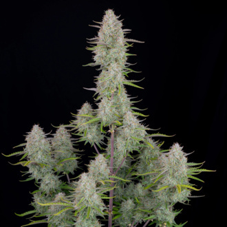 Wedding Cheesecake Auto (FastBuds) femminizzata