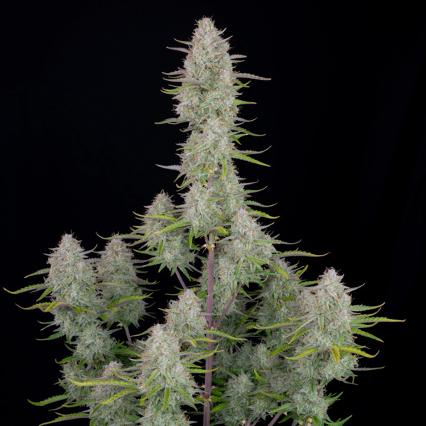 Wedding Cheesecake Auto (FastBuds) femminizzata