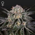 Wonder Pie (Greenhouse Seeds) femminizzata