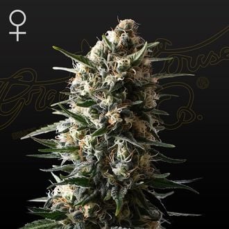 Bubba Slush (Greenhouse Seeds) femminizzata