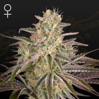 Cloud Walker (Greenhouse Seeds) femminizzata