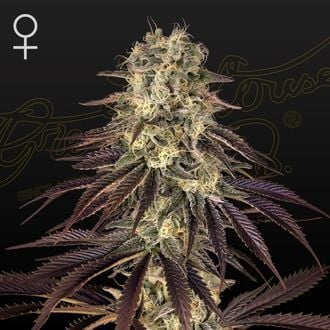 Kong's Krush (Greenhouse Seeds) femminizzata