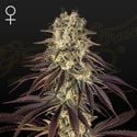 Kong's Krush (Greenhouse Seeds) femminizzata