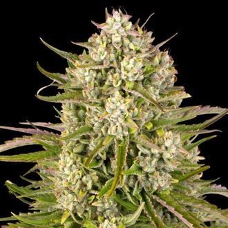 Wedding Cake Auto (Barney's Farm) femminizzata