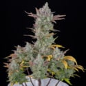 Gorilla Cookies Auto (FastBuds) femminizzata