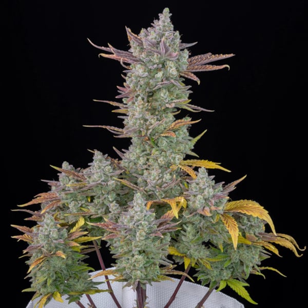 Gorilla Cookies Auto (FastBuds) femminizzata