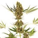 Alpine Delight CBD Automatic (Sensi Seeds) femminizzata