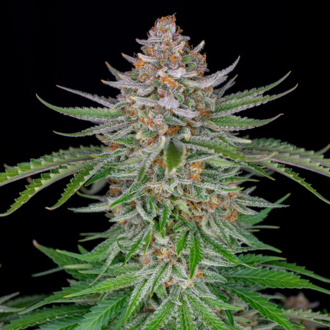 Strawberry Pie Auto (FastBuds) femminizzata