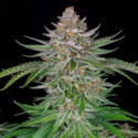 Strawberry Pie Auto (FastBuds) femminizzata