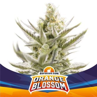 Orange Blossom XXL Auto (BSF Seeds) femminizzata