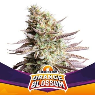 Orange Blossom (BSF Seeds) femminizzata