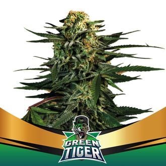 Green Tiger (BSF Seeds) femminizzata