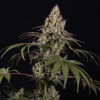 Runtz Auto (Zamnesia Seeds) femminizzata