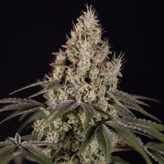 Runtz Auto (Zamnesia Seeds) femminizzata