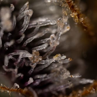 Runtz Auto (Zamnesia Seeds) femminizzata