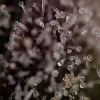 Runtz Auto (Zamnesia Seeds) femminizzata